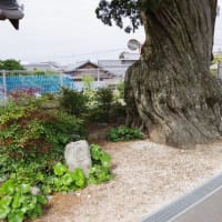 愛媛県東温市、吉久「吉久集会所・吉久のイブキビャクシン」（市指定）です！！
