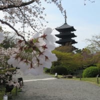 春の京都を桜散歩（4月5日）：最終日は東寺～六孫王神社！