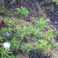 ２０２４年拾遺集～北海道夏編③