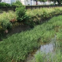 24/8/5【８時台からのお散歩】小学生になって夏休み気分で野鳥観察