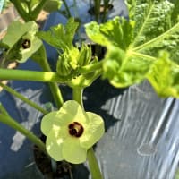 ピーマンとオクラが順調に育っています。
