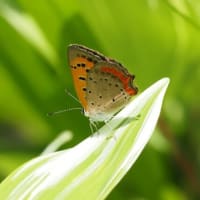 水無月から文月