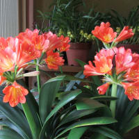 4月花壇