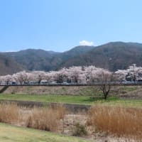 車窓からお花見