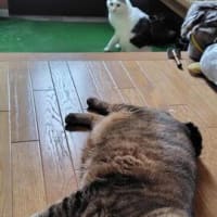 前倒しで休日だよ～(*´ω｀*)