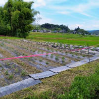 落花生栽培 定植第二弾