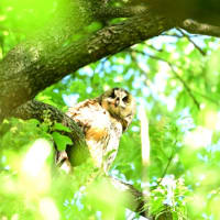 成鳥トラフズクも、幼鳥たちの近くの木にいた。