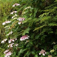 21世紀の森の紫陽花①