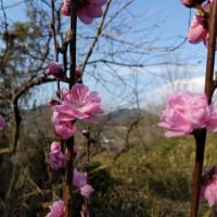 ソメイヨシノ満開