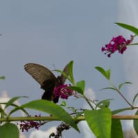 ９月初旬のアゲハ蝶たち♪