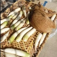 秋の夜長