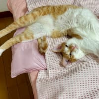６月１９日　のびのび＆クネクネ