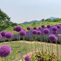 幌見峠ラベンダー
