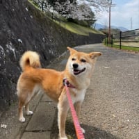 南足柄の桜