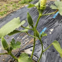 夏野菜成長