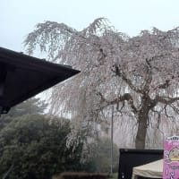 岩間「愛宕山の桜」が綺麗です！