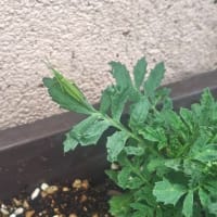 夏花日記　5