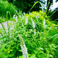 イヌヌマトラノオ、ハンゲショウ、クチナシ（板橋区立赤塚植物園 2025.6.15撮影）
