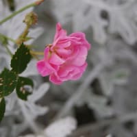 庭の花