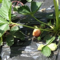 サツマイモ蔓を植えて、スイカ、ピーマン類も定植した