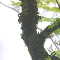 南部町植物探索あちらこちら～花編～　令和7年5月10日