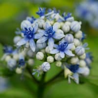 24日、十二坊蓮臺寺からの梅雨だより＆癌治療