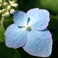 エゾアジサイの装飾花