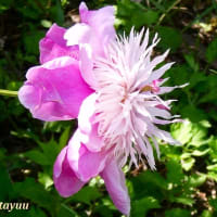 「相模原麻溝公園」では花相といわれる「シャクヤク」が美しくお見え！！