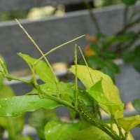 ベルガモットオレンジの木にアゲハの幼虫
