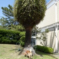 5月5日は　仔犬の日！　前編　は　八景島シーパラダイス