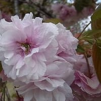 季節の花「八重桜 （やえざくら）」
