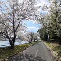 浜寺公園　泉北臨海緑地の桜（２０２５年４月４日）