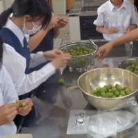 5・7年　梅つみ