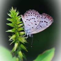 朝の気温30℃以下というだけで　嬉しくなって早朝散歩へ～～　＼😊／　🌼🦋　デュランタ宝塚　片喰　日向猪子槌　長葉蝿毒草　