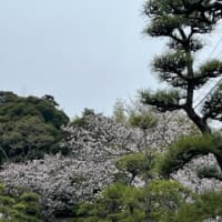 (4/6) 近所の公園の桜@花曇り
