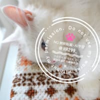 今日の猫ズ