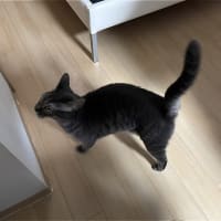 めけ、戸惑うｗ