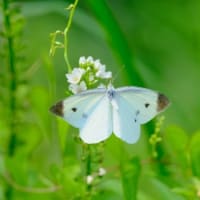 自然教育園日記　その312  中判カメラで虫を撮る