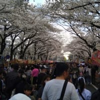 相模原　桜祭り2024