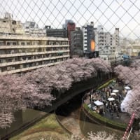 目黒川のお花見 in 中目黒 (Flower viewing of the Meguro River in Naka-Meuguro)