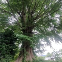 谷中の大銀杏