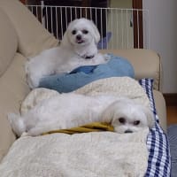 マルチーズ真生、かん太兄ちゃんにちょっかい
