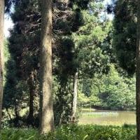 平池のカキツバタ