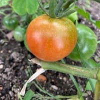 ミニトマトの実が色づいてきました