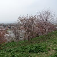 由仁町の桜は7分咲き？