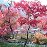 禅林寺（永観堂）の紅葉