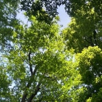 予言はお断り