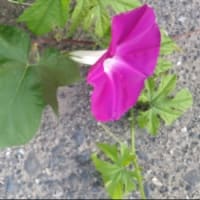 夏バテ始めました