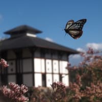 秩父のアサギマダラ
