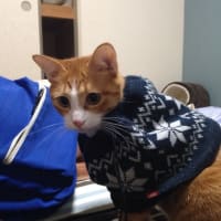あったかこうちゃん